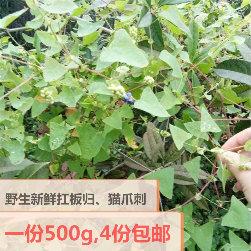 四川野生扛板归全草猫爪刺藤刺犁头三角盐酸贯叶蓼退血草中药材草