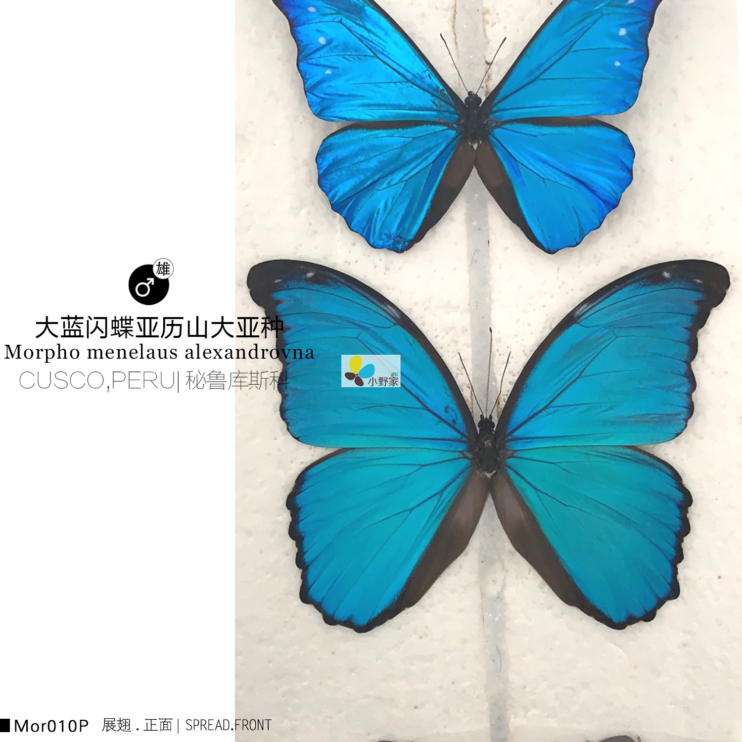 大蓝闪蝶亚历山大亚种morpho menelaus alexandrovna 秘鲁库斯科