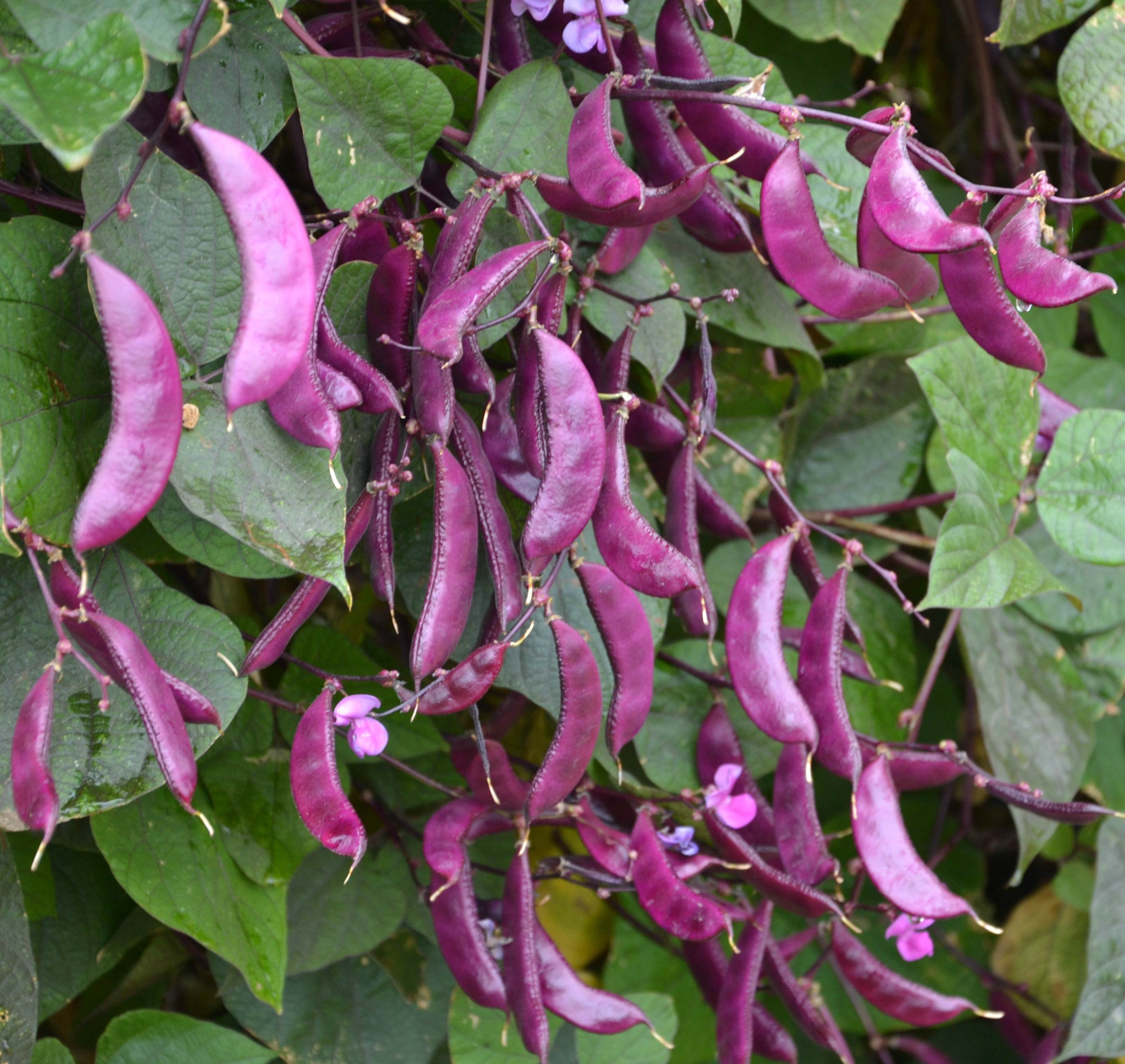 一串串是花也是食物，可持续生态阳台不能少了紫扁豆种植技巧 - 资讯咖