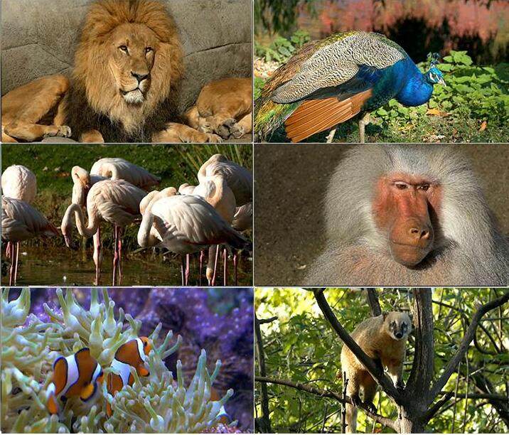 4k各类动物高清视频素材 野生动物 狮子老虎大象长颈鹿动物园实拍