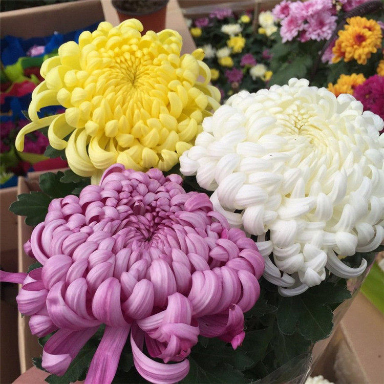 共146 件大花菊花苗相关商品