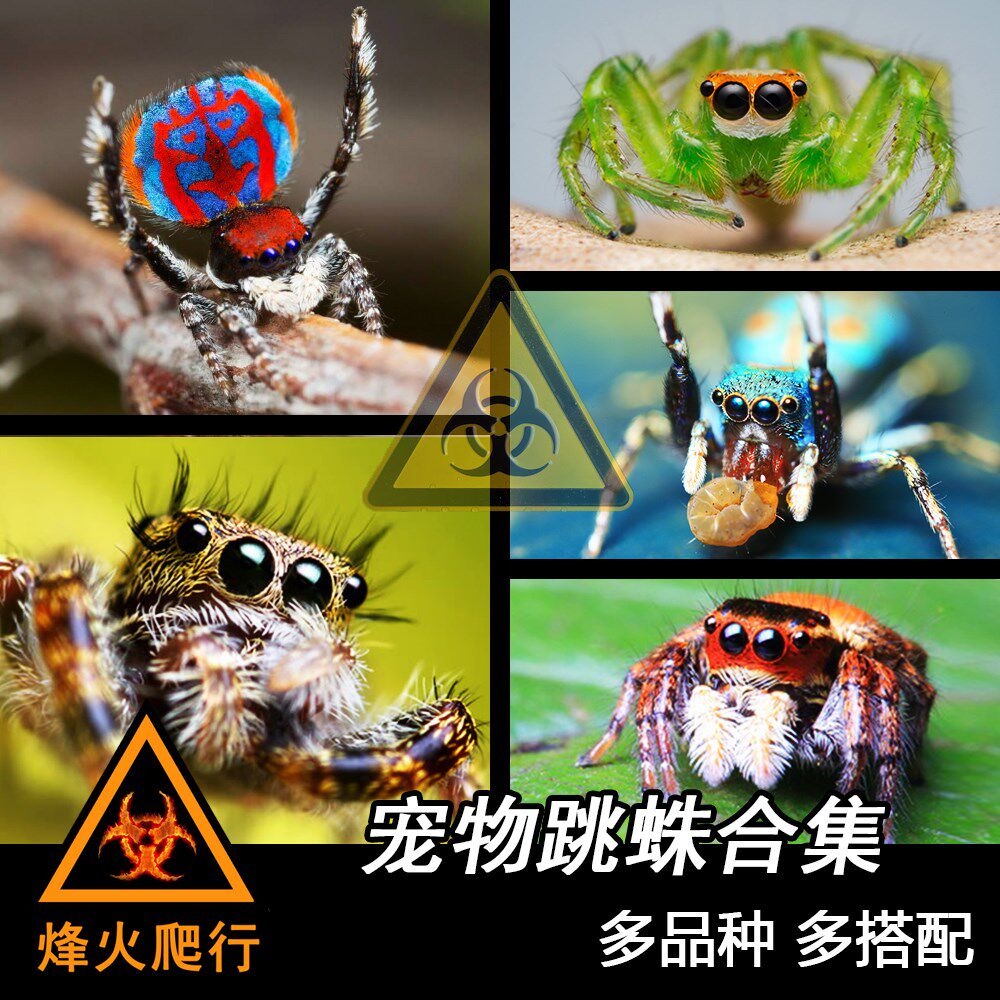 共258 件宠物蜘蛛活体相关商品