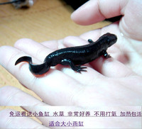 鹿角矮水草中前景绿色水草虾缸鱼缸易活好养水