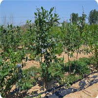 兔眼半高丛蓝莓-方 南方 都可以种植蓝莓果树盆