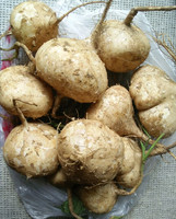 地萝卜白地瓜蔬菜水果- 土瓜 地萝卜白地瓜蔬菜