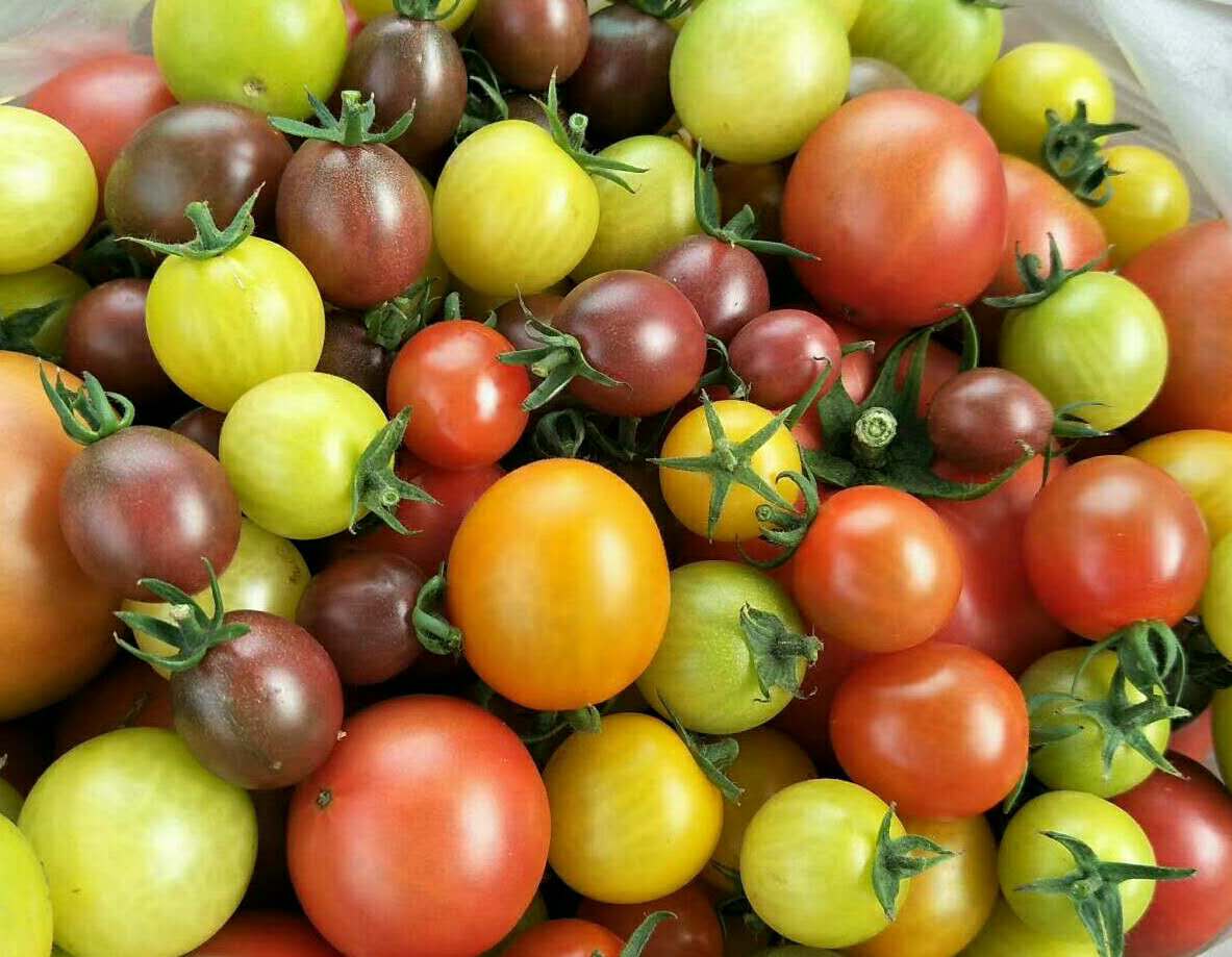 平山县番茄产业扶贫基地喜迎丰收_西红柿