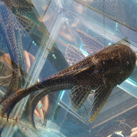 清洁鱼观赏鱼-大号田螺金鱼锦鲤混养观赏螺活