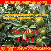 明洋果树苗基地直销-地直销盆栽果树苗室内栽