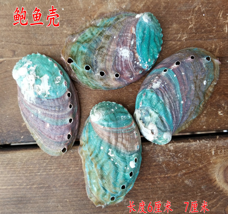 天然鲍鱼壳 彩扇贝壳 白贝壳酒店食品拼盘鱼缸布景烧烤手工创意