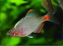 【旁皮鱼 高体鳑鲏鱼】_旁皮鱼 高体鳑鲏鱼推