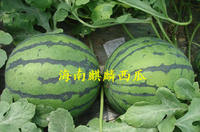 正宗海南麒麟瓜 18斤礼盒装 海南精品西瓜 新鲜