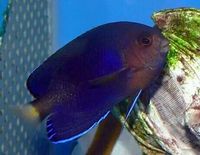 小蓝鱼- 草缸鱼 蓝鲨鱼 可混养冷水鱼 小蓝鲨 热