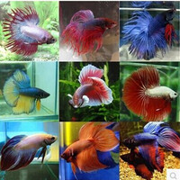五彩狮王马尾 半月斗鱼 搏暹罗斗鱼 将军斗鱼 斗