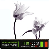 千图网会员-年 千图网临时共享帐号千图 千图网