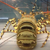 成都海鲜配送-0g活虾活基围虾 空运 成都海鲜生