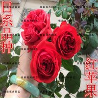 切花耐开-玫瑰 勤花 耐开溪园月季玫瑰花苗盆栽