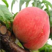 正宗果树苗批发 猕猴桃树苗 当年结果嫁接苗盆