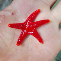 正海星活体-星正海星顺丰快递包活翻砂海星活
