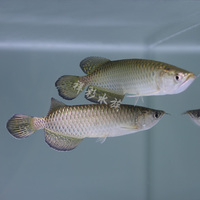 丽丽鱼-丽鱼彩裙鱼虎皮鱼黄蓝曼龙神仙鱼丽丽