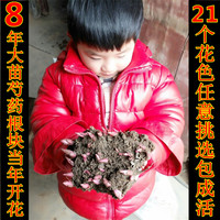 药客栈 【共2册】一枚铜钱 颜灼灼著 已出版古